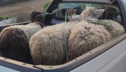 Polícia recupera ovelhas furtadas