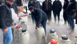 Programa de melhoramento genético é destaque no município