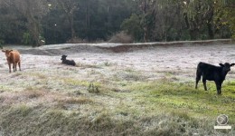 São Miguel do Oeste registra geada pelo segundo dia consecutivo
