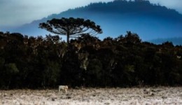 Frio extremo, neve e ventania atingem Santa Catarina