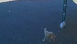 Idoso é indiciado por maus-tratos após abandonar cachorro em área isolada