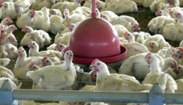 Brasil se declara livre da gripe aviária após caso em granja no RS