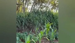 Corpo em avançado estado de decomposição é encontrado em área de mata