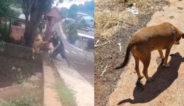 Homem é indiciado por jogar cachorro em riacho 