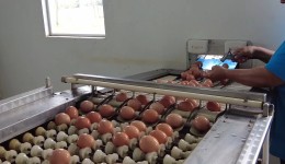 Produção de ovos cresce em Santa Catarina e fortalece atividade no agro