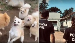 Mais de 200 animais são resgatados e donos de canil são presos por maus-tratos