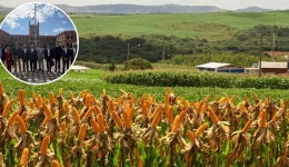 Com déficit de 6 milhões de toneladas, por que SC quer trocar milho do Centro-Oeste pelo do Paraguai