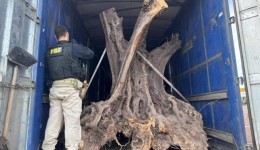 PRF apreende oliveiras centenárias contrabandeadas no Paraná