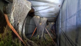 Polícia apreende carreta com oliveiras contrabandeadas da Argentina