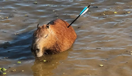 Capivara é resgatada com flecha cravada no corpo em represa