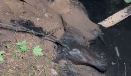 Bombeiros resgatam égua presa em córrego nas margens da BR-282