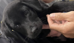 Homem é preso em Brasília após abandonar cachorro em aeroporto de Florianópolis