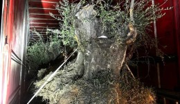 PF e PM apreendem caminhão com 8 oliveiras contrabandeadas