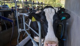 SC proíbe reconstituição de leite em pó importado para proteger produtores locais