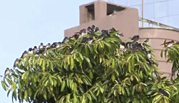 Andorinhas voltam a chamar atenção no centro de Chapecó e se aglomeram em árvores e fios