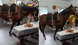 Égua que relinchou ao ver tutor em caixão foi levada ao velório a pedido da filha dele em SC: 'Muito emocionante'