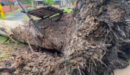 Tornado é confirmado em cidade de Santa Catarina após árvores serem arrancadas pela raiz