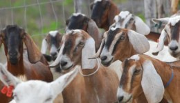 Programa de ovinocaprinocultura será lançado no fim do mês