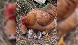Galinha conquista a internet ao “adotar” cinco filhotes de gato em sítio