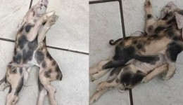 Leitão com dois corpos, uma cabeça e seis patas nasce