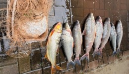 Homem é preso por pesca ilegal após fugir da polícia e se esconder em mata no rio Uruguai