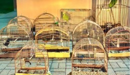 Operação resgata aves silvestres presas ilegalmente em gaiolas no Meio-Oeste