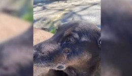 Caso Orelha: corpo de cão é exumado e novo laudo deve esclarecer morte