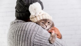 Confira dicas para saber como cuidar do seu animal de estimação no frio
