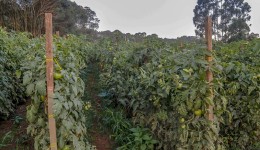 Paraná tem 3º maior rebanho de coelhos do País; olericultura atingiu VBP de R$ 7,1 bilhões