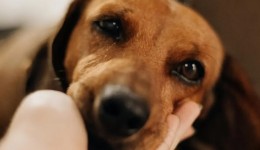 Entenda a nova lei e por que brasileiros não precisam pagar a taxa em 2026