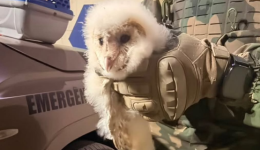 Filhote de coruja é resgatado pela Polícia Militar Ambiental após cair de ninho