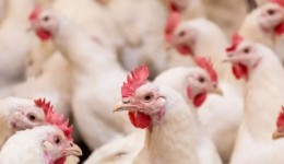 SC volta a exportar carne de frango para Europa após cinco meses de suspensão