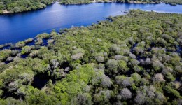 Alertas de desmatamento na Amazônia caem 35% em junho de 2026