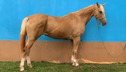 Caso de maus-tratos a cavalos termina em acordo judicial e indenização de R$ 150 mil