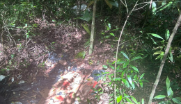 Homem de 73 anos é encontrado morto em área de mata