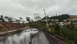 Queda de árvore causa falta de energia elétrica