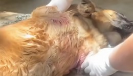 Cão é resgatado após sofrer maus-tratos e levado ao Canil Cris Muniz