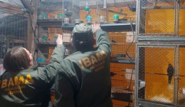 Mais de 650 animais são resgatados em situação precária de ‘zoológico clandestino’ em SC