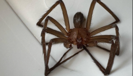 Conheça os sintomas e cuidados com picadas de aranha-marrom