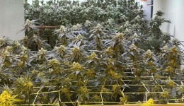 PM apreende 350 pés de maconha em estufa