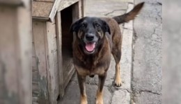 Morte do cão Orelha: famílias de adolescentes acusados negam envolvimento