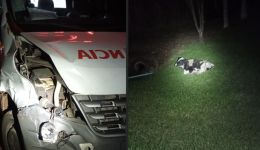 Ambulância colide contra bovino na SC-159 durante neblina