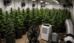 Polícia Civil encontra laboratório com 187 pés de maconha e descobre furto de energia em Blumenau