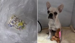 Filhote que ingeriu drogas tem piora e será levado à UTI veterinária