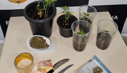 Polícia apreende vasos com cultivo de maconha