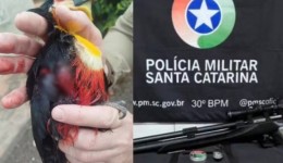Padre é detido após atirar em tucano com arma de pressão