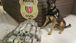 Operações com cães da PCPR ajudaram a tirar 5,7 toneladas de drogas de circulação em 2025