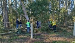 Idoso morre ao ser atingido por eucalipto durante corte de árvores em SC