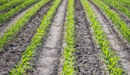 Agronegócio atinge maior valor de produção da história, informa governo