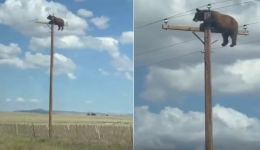 Vídeo mostra urso preso no alto de poste antes de morrer eletrocutado nos Estados Unidos